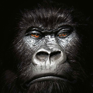 Descargar app Gorilas De Fondos disponible para descarga