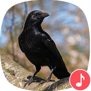 Descargar app Appp.io - Sonidos Crow