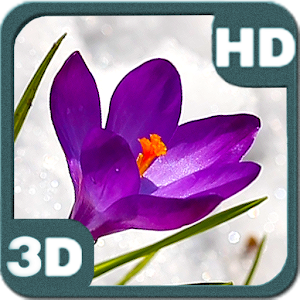 Descargar app Blossom Flower Of Bright Purple Crocus Buds