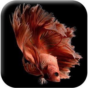Descargar app Fondos De Pantalla De Betta Fish Gratis