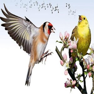 Descargar app Sonidos De Pájaros
