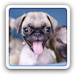 Descargar app Los Cachorros Sismo De disponible para descarga