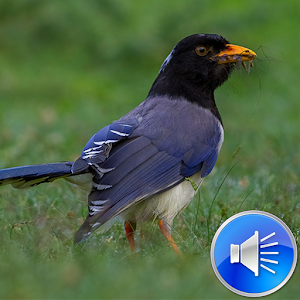 Descargar app Urraca Bird Sonidos Ringtones disponible para descarga