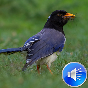 Descargar app Urraca Bird Sonidos Ringtones