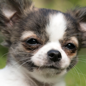 Descargar app Cachorros De Chihuahua De Lwp