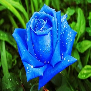 Descargar app Imagenes De Flores Y Rosas disponible para descarga