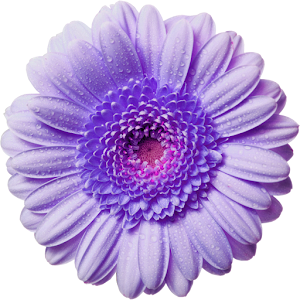 Descargar app Flores Florecientes disponible para descarga