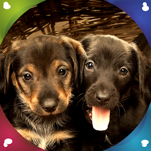 Descargar app Cachorros Vivos Fondo Pantalla disponible para descarga