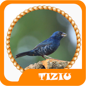 Descargar app Brazilian Tiziu Birds. disponible para descarga