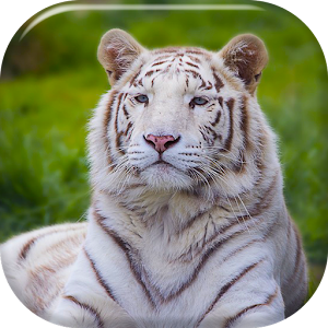 Descargar app Tigre Blanco Fondo Animado