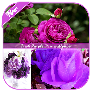 Descargar app Fondo De Pantalla De Purple Rose Fresca disponible para descarga