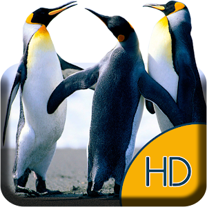 Descargar app Divertido Pingüinos Live Wp disponible para descarga