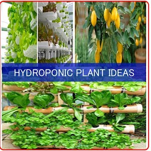 Descargar app Ideas De Plantas Hidropónicas