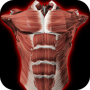 Descargar app Sistema Muscular 3d (anatomía)