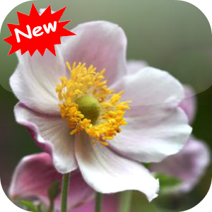 Descargar app Hermosas Flores disponible para descarga