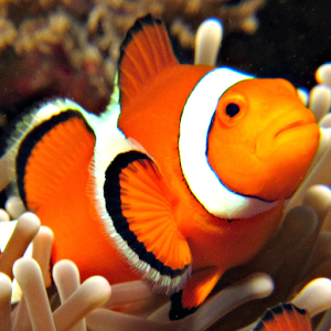 Descargar app Fondos De Pantalla De Nemo disponible para descarga