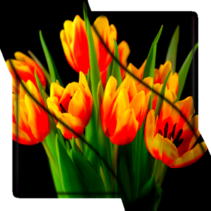 Descargar app Florece Los Tulipanes Vídeo