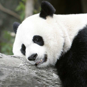 Descargar app Panda Dormido Lwp disponible para descarga