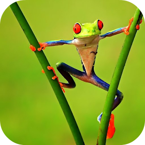 Descargar app Frog Live Wallpaper Pro disponible para descarga