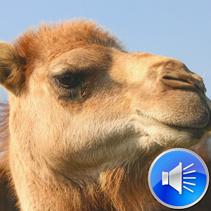 Descargar app Camello Sonidos Tonos