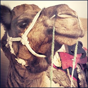 Descargar app Cruzando El Desierto Camello
