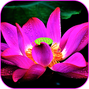 Descargar app Papel Pintado De La Flor De Loto disponible para descarga