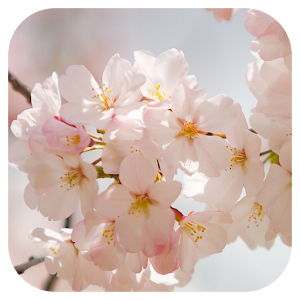 Descargar app Live Wallpaper De Sakura disponible para descarga