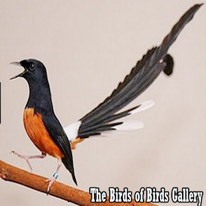 Descargar app Bird Bird Gallery