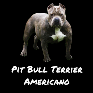 Descargar app Pit Bull Terrier Americano