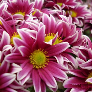 Descargar app Crisantemo Flores Juego Puzzle disponible para descarga