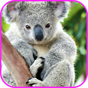 Descargar app Fondo De Pantalla De Koala disponible para descarga