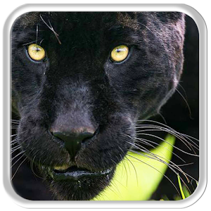 Descargar app Spiteful Black Pantera Live Wallpaper disponible para descarga