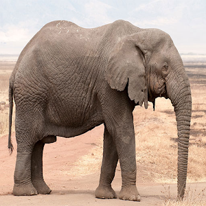 Descargar app Fondos De Elefante disponible para descarga
