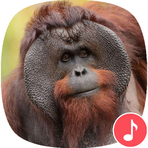 Descargar app Appp.io - Sonidos Orangután