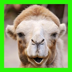 Descargar app Camellos Animales Rompecabezas