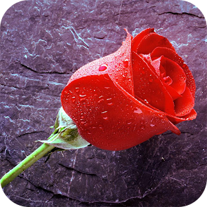 Descargar app Rain Rose Live Wallpaper disponible para descarga