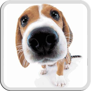 Descargar app Dog Licks Screen Lwp Free