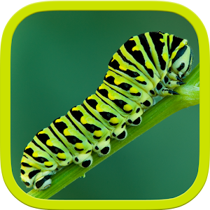 Descargar app Insectos Del Rompecabezas disponible para descarga