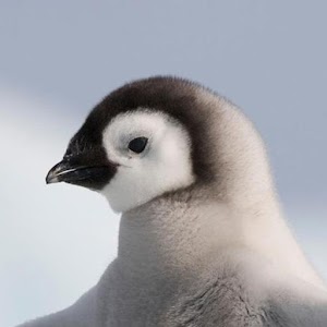 Descargar app Pingüino Galería Hd