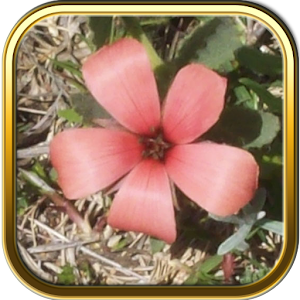 Descargar app Rompecabezas Gratis Flores disponible para descarga